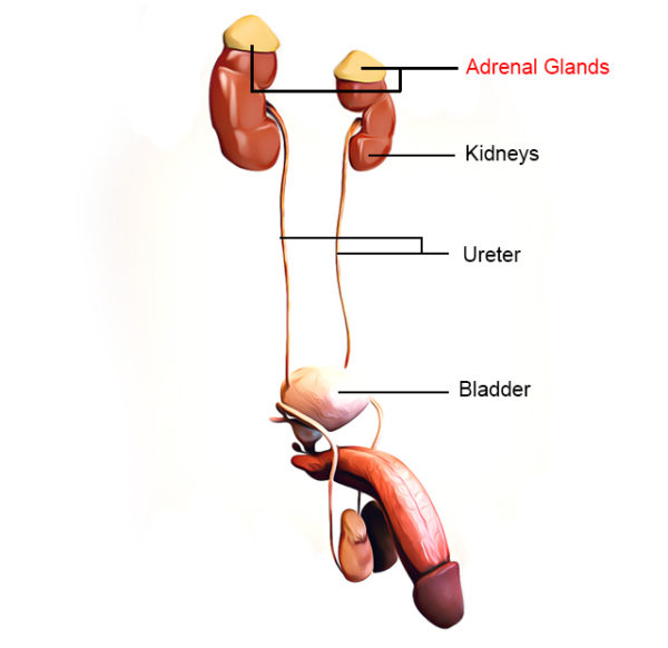 adrenal gland estrogen production