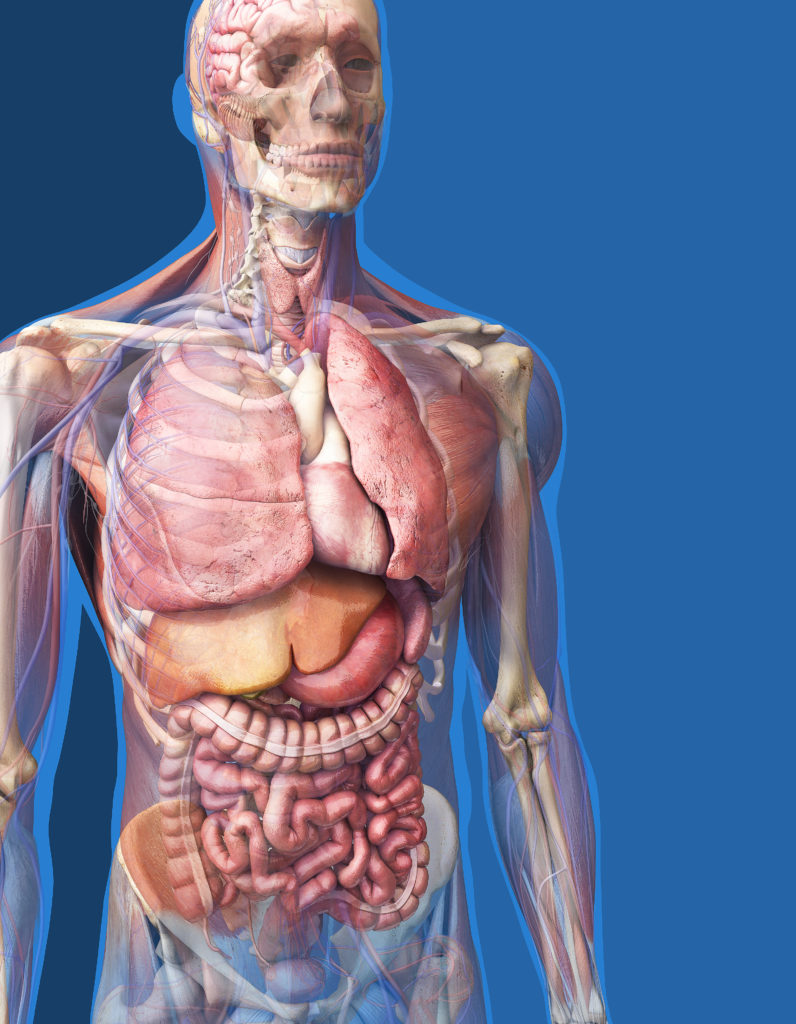 Difference Between Anatomy And Physiology - Earth's Lab