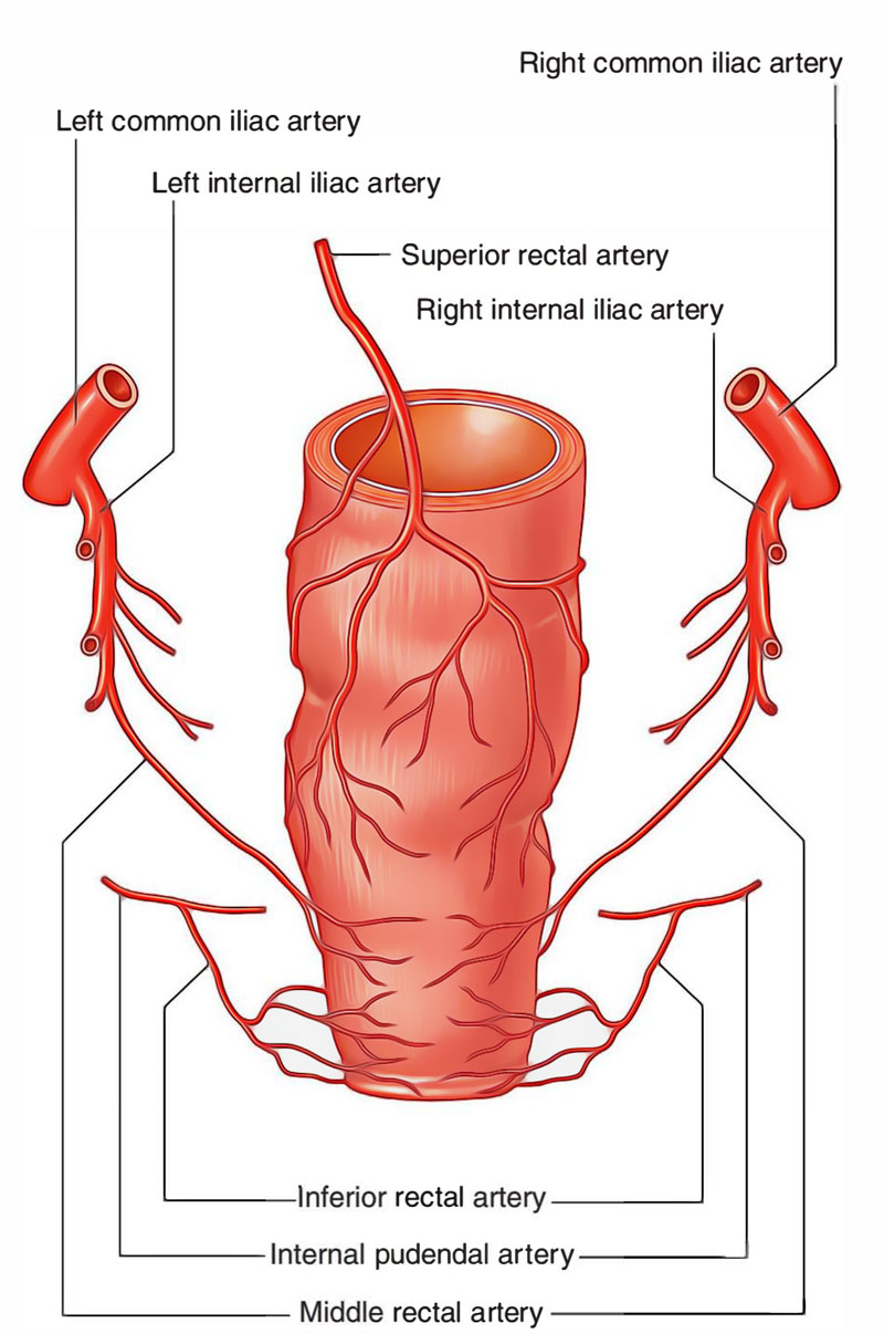 Anal Canal: Arterial Supply
