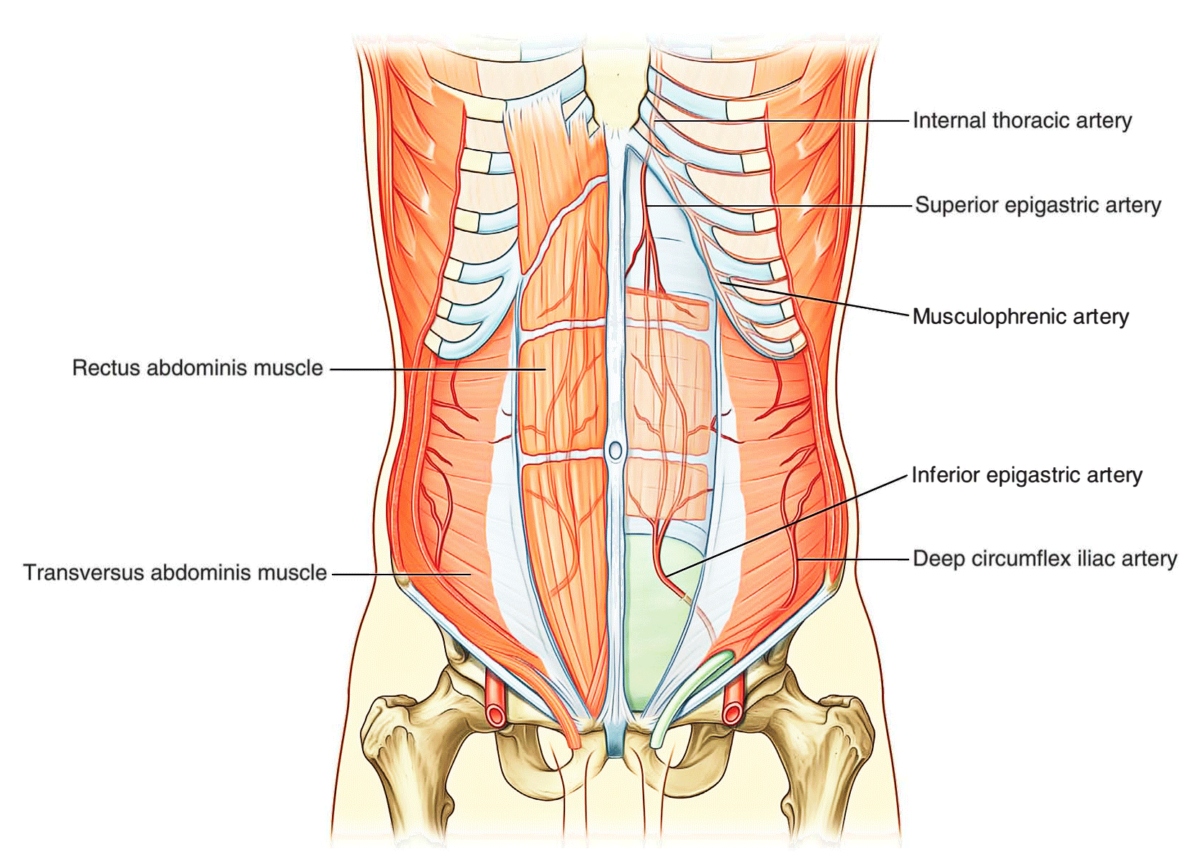 Abdominal Wall Earth's Lab