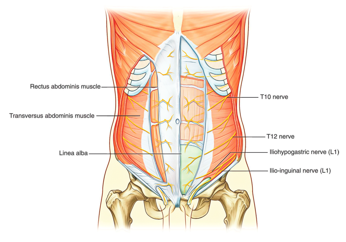 Abdominal Wall Earth S Lab