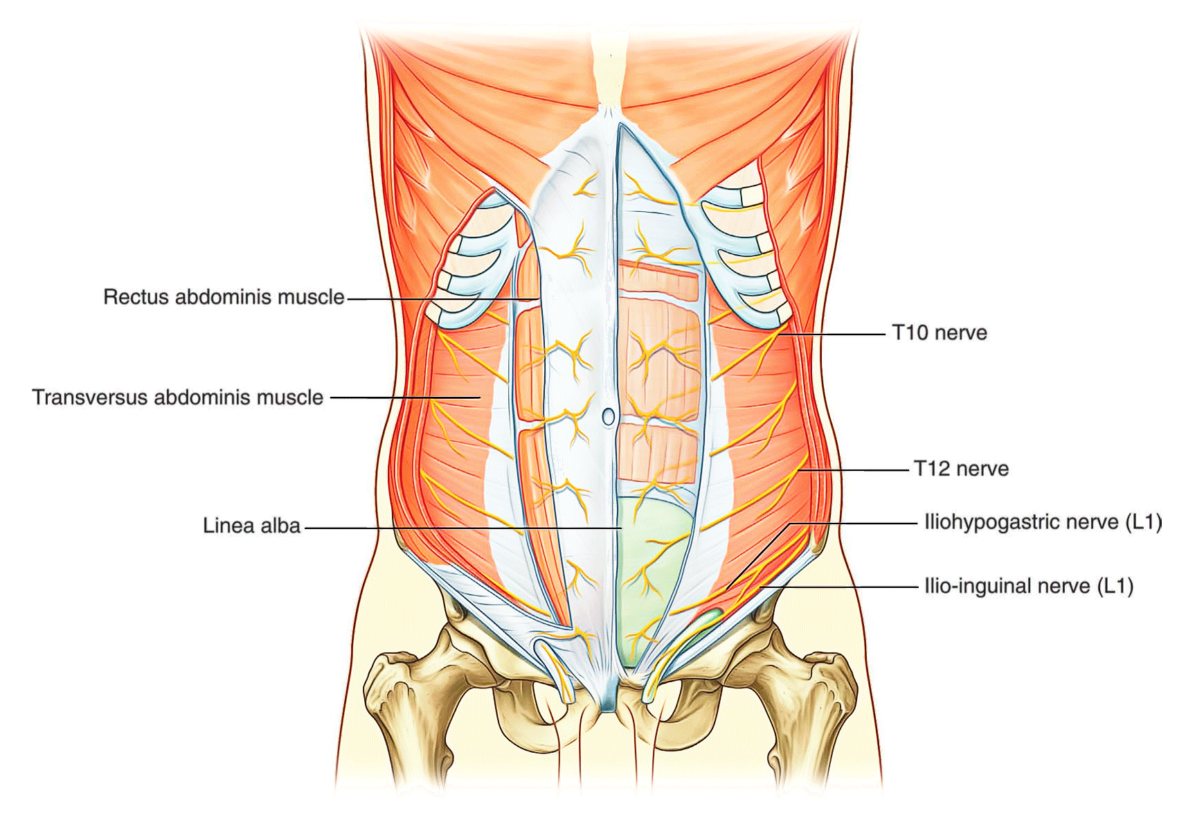 Живот стенки полости живота. Передняя брюшная стенка иннервация. M transversus abdominis начало. Прямая мышца живота иннервация. Иннервация передней брюшной стенки.