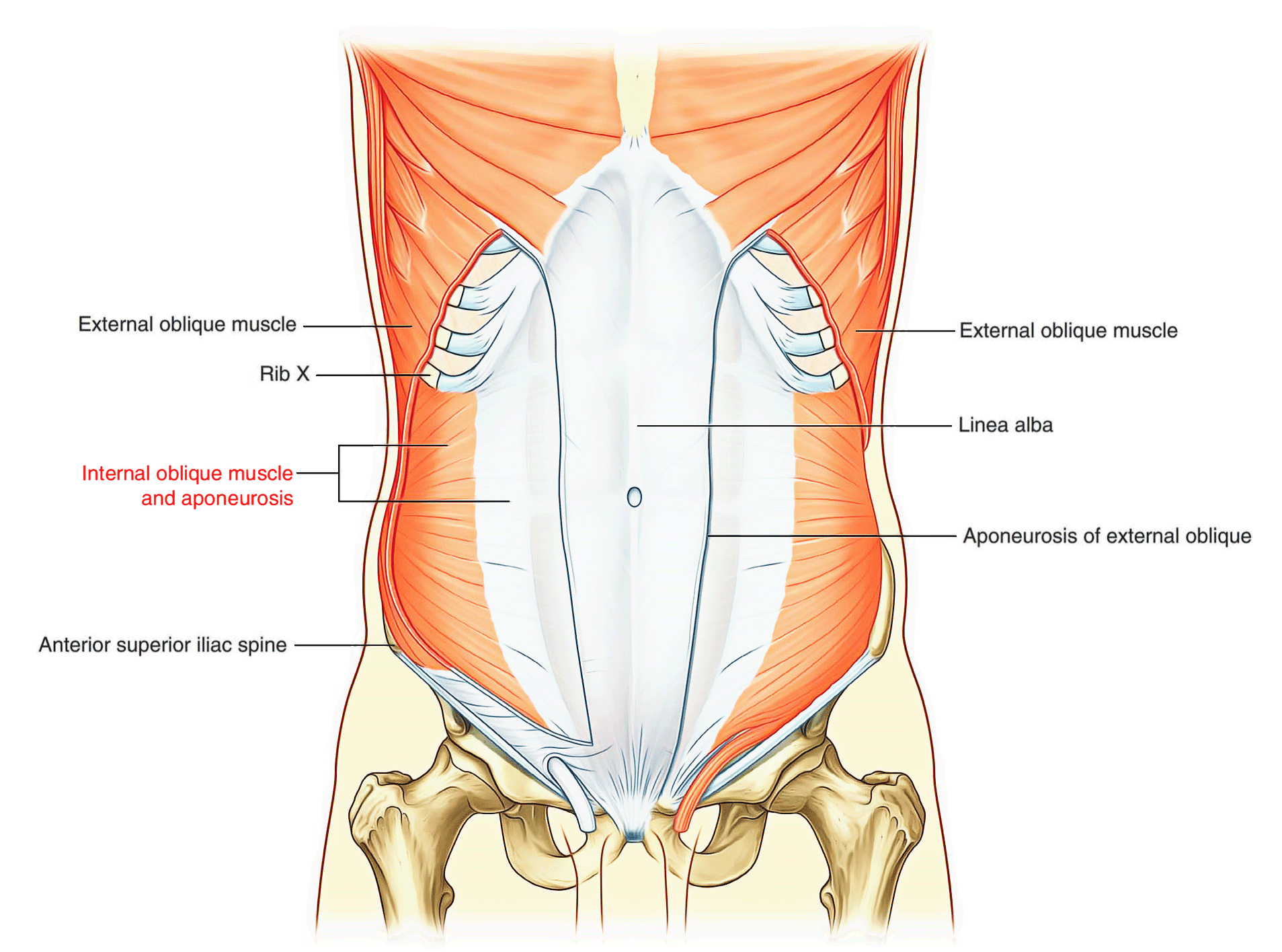 Outer Abdominal Oblique Muscles Obliques abdominaux Interne 