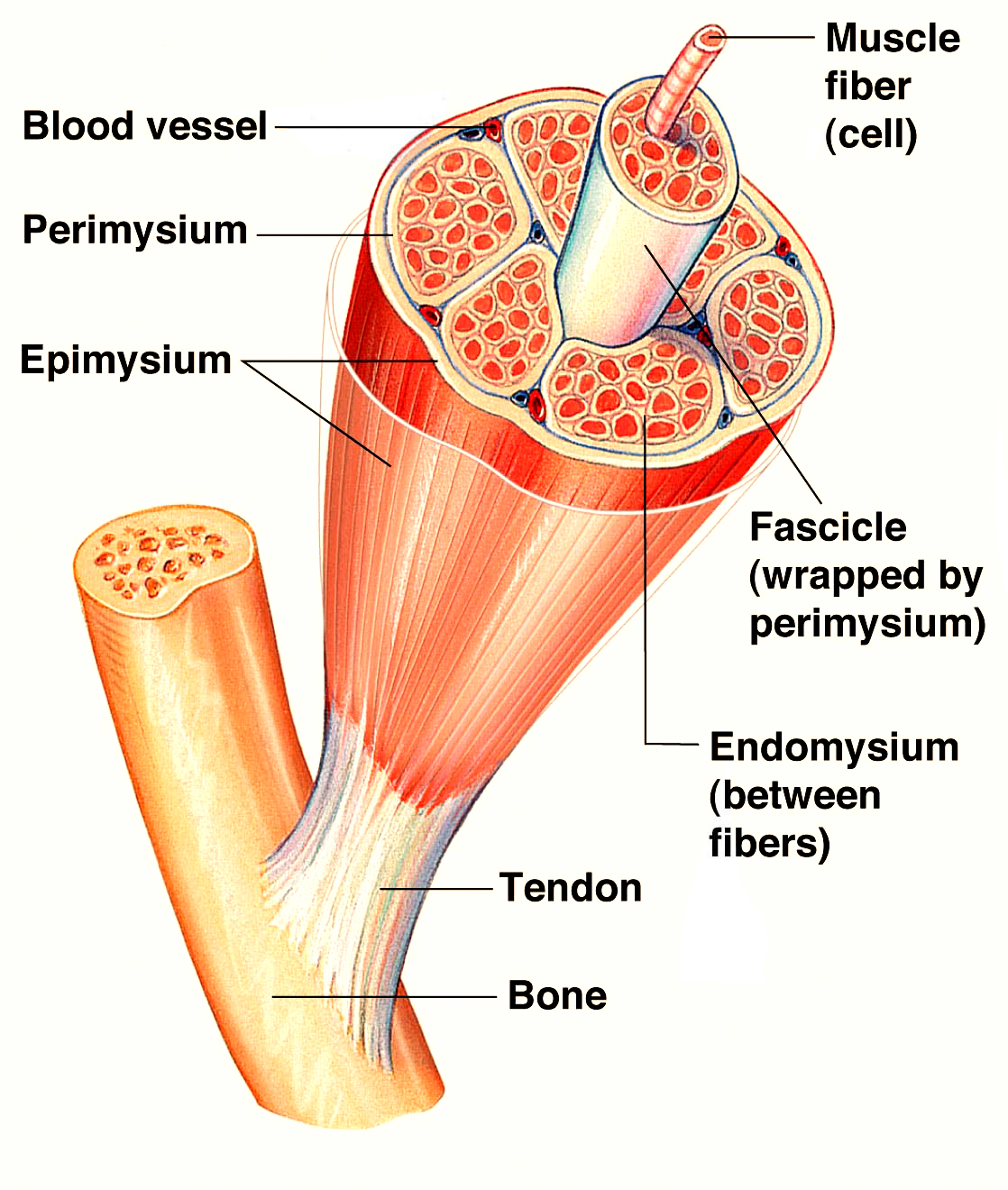 Skeletal Muscle Stock Illustrations  7537 Skeletal Muscle Stock  Illustrations Vectors  Clipart  Dreamstime