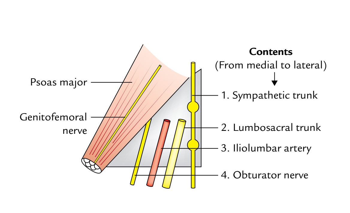 Psoas Major: Lumbosacral Triangle of Marcille