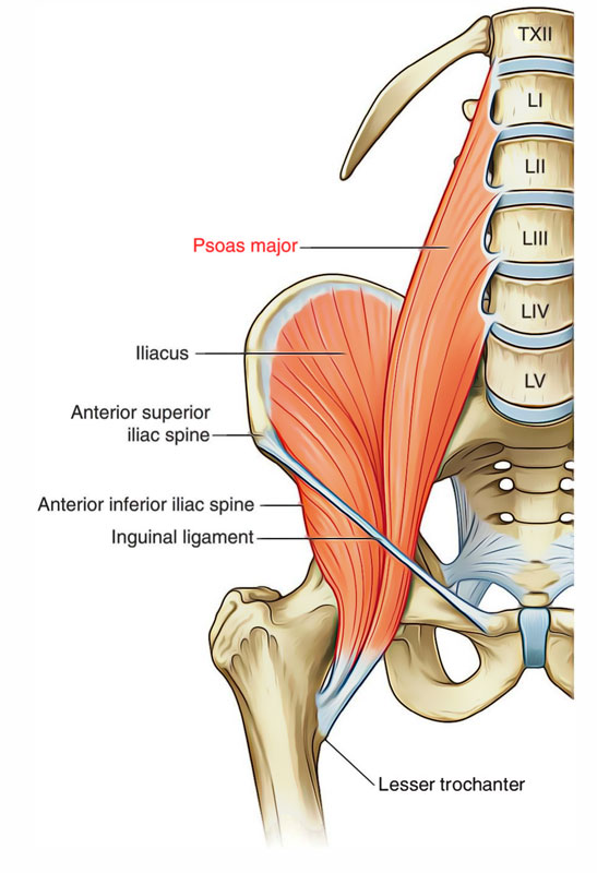 Psoas Major