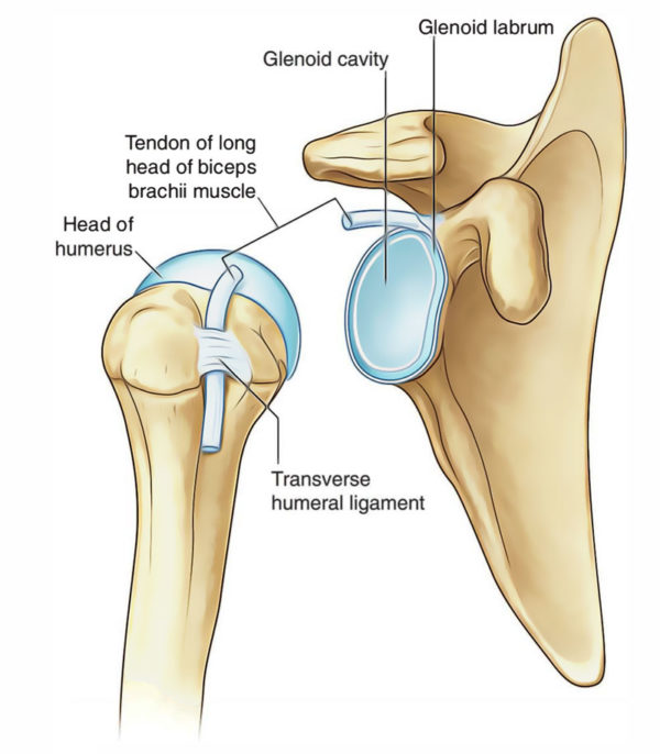 Easy Notes On 【Shoulder (Glenohumeral) Joint】Learn in Just 3 Mins