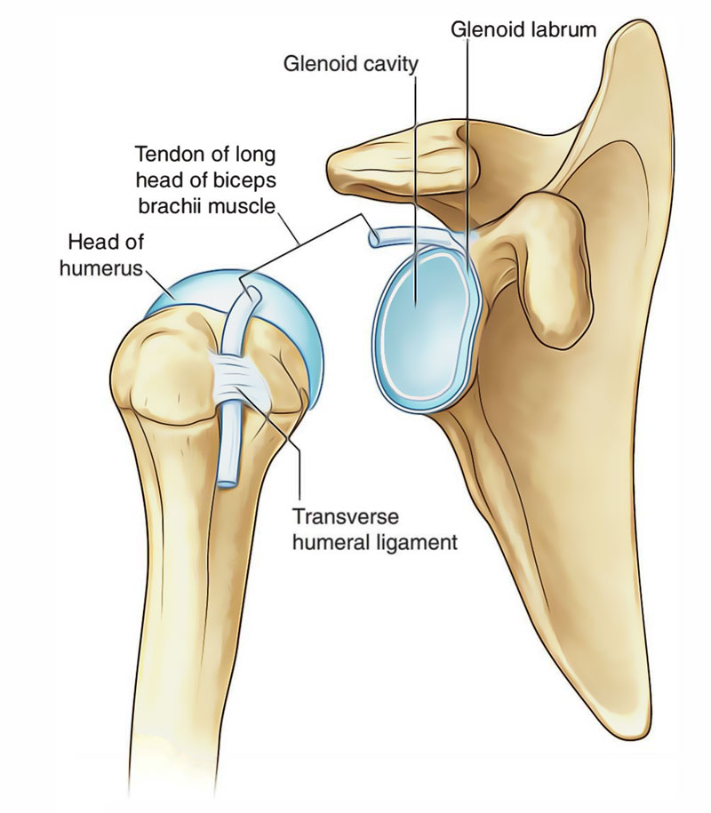 Easy Notes On 【Shoulder (Glenohumeral) Joint】Learn in Just 3 Mins! –  Earth's Lab