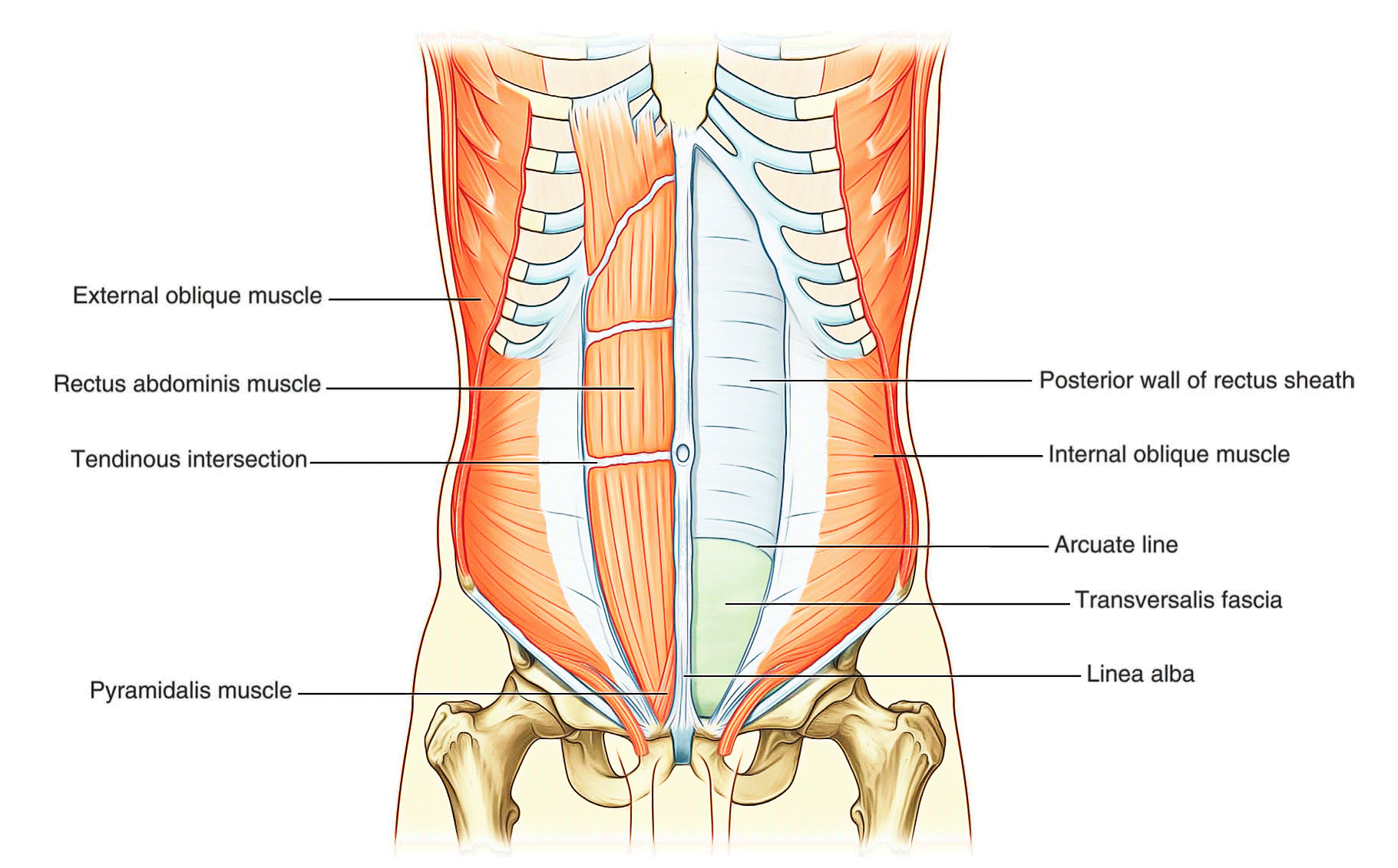 Linea Alba Human Anatomy Linea Alba Human Anatomy