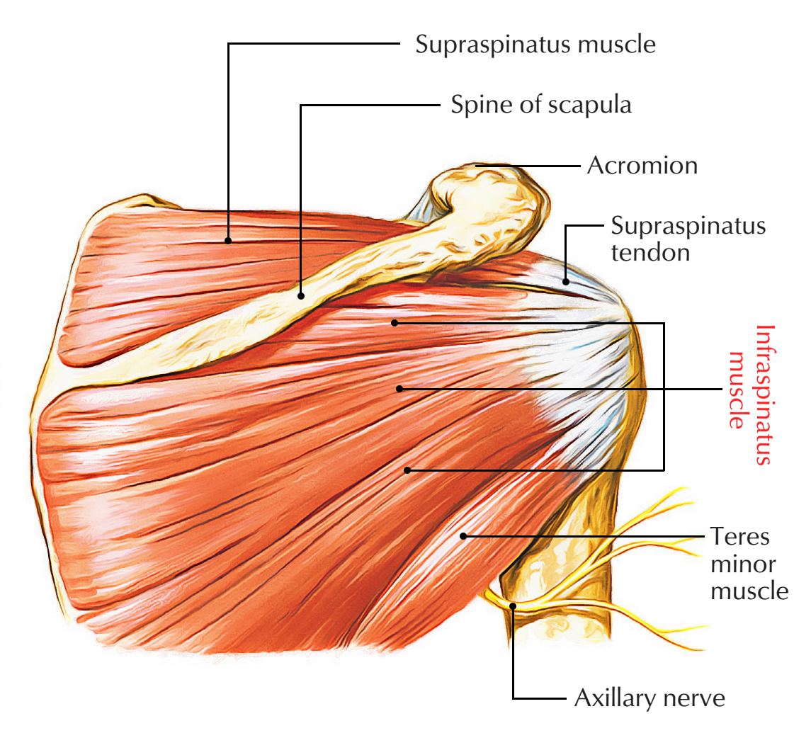 Infraspinatus muscle online