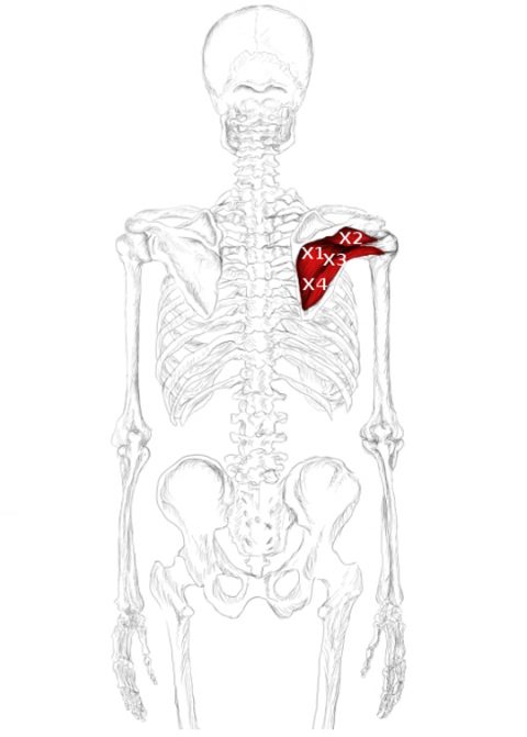 Trigger points of the infraspinatus 