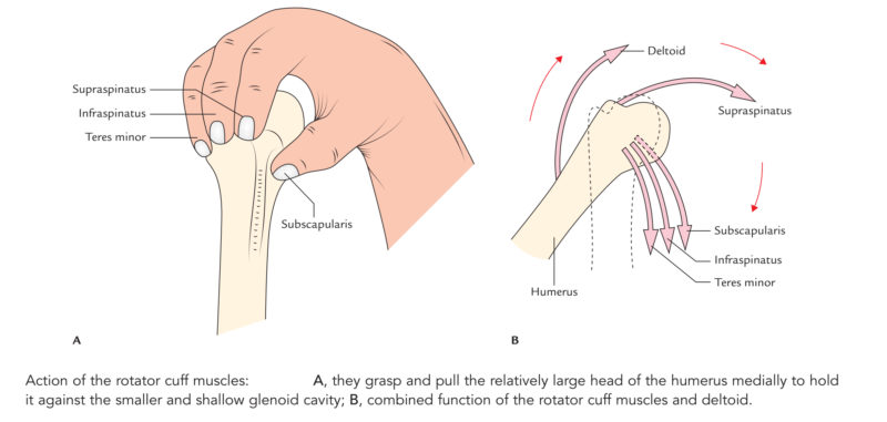 Rotator Cuff Muscle Function Function Rotator Cuff Muscles – Earth's Lab