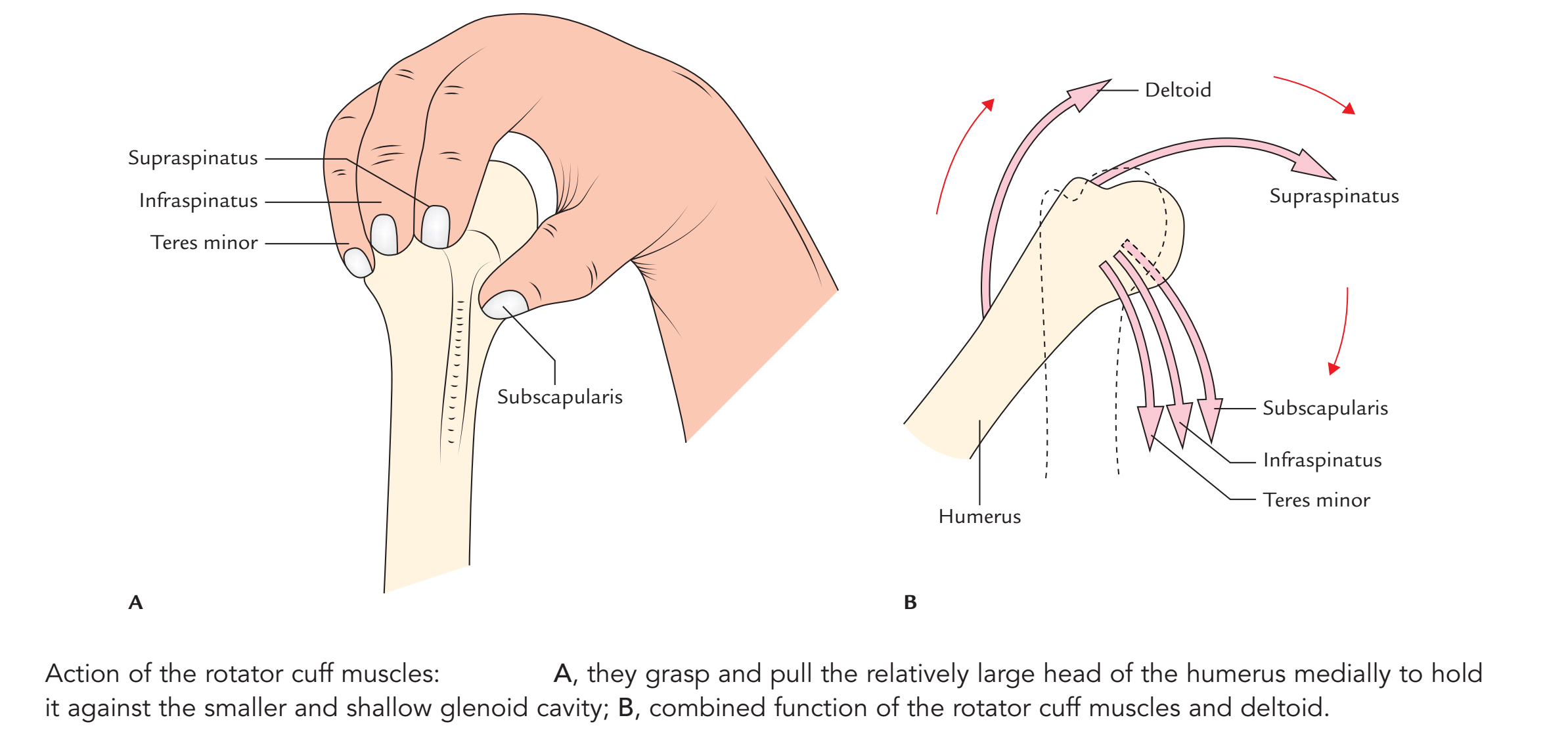 Rotator Cuff Muscles