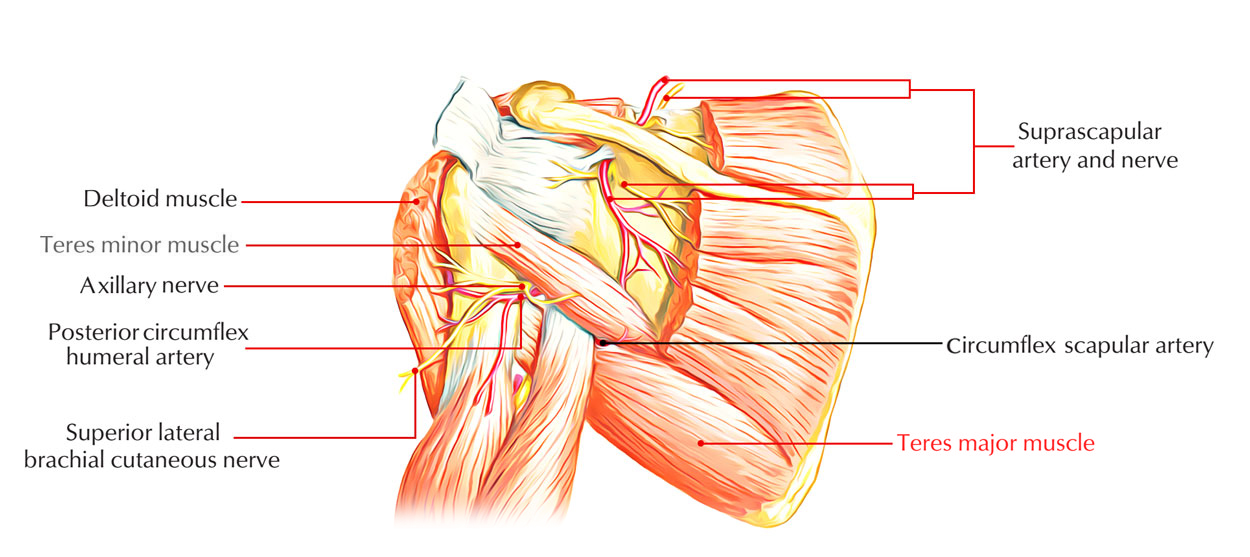 Teres Major Muscle Anatomy – Earth's Lab