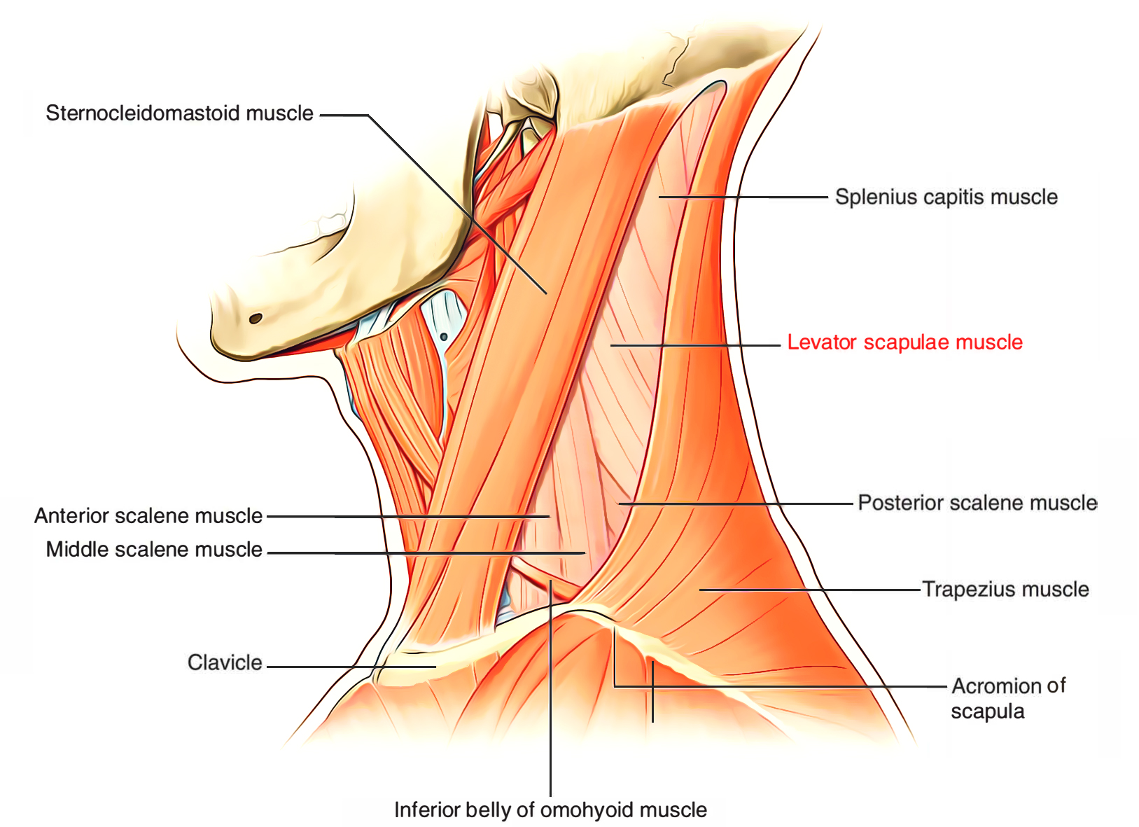 Levator Scapulae Muscle