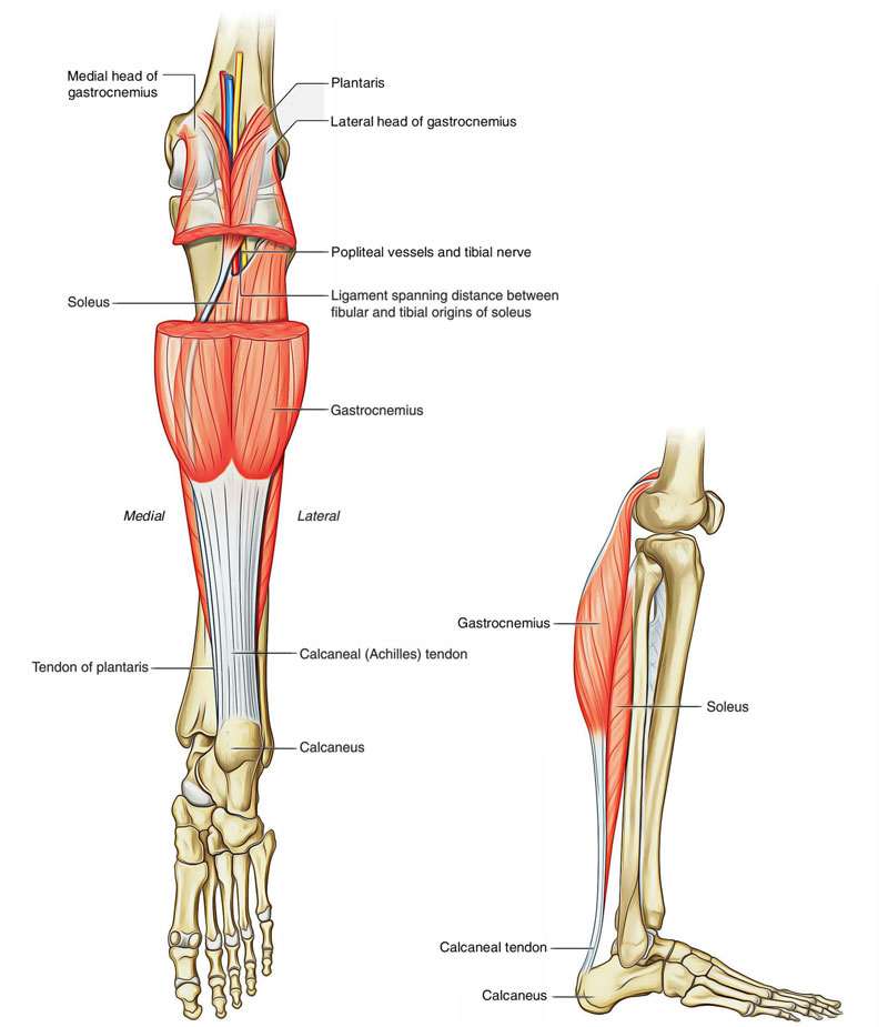 Leg Muscles: Muscles of the Posterior Compartment of the Leg