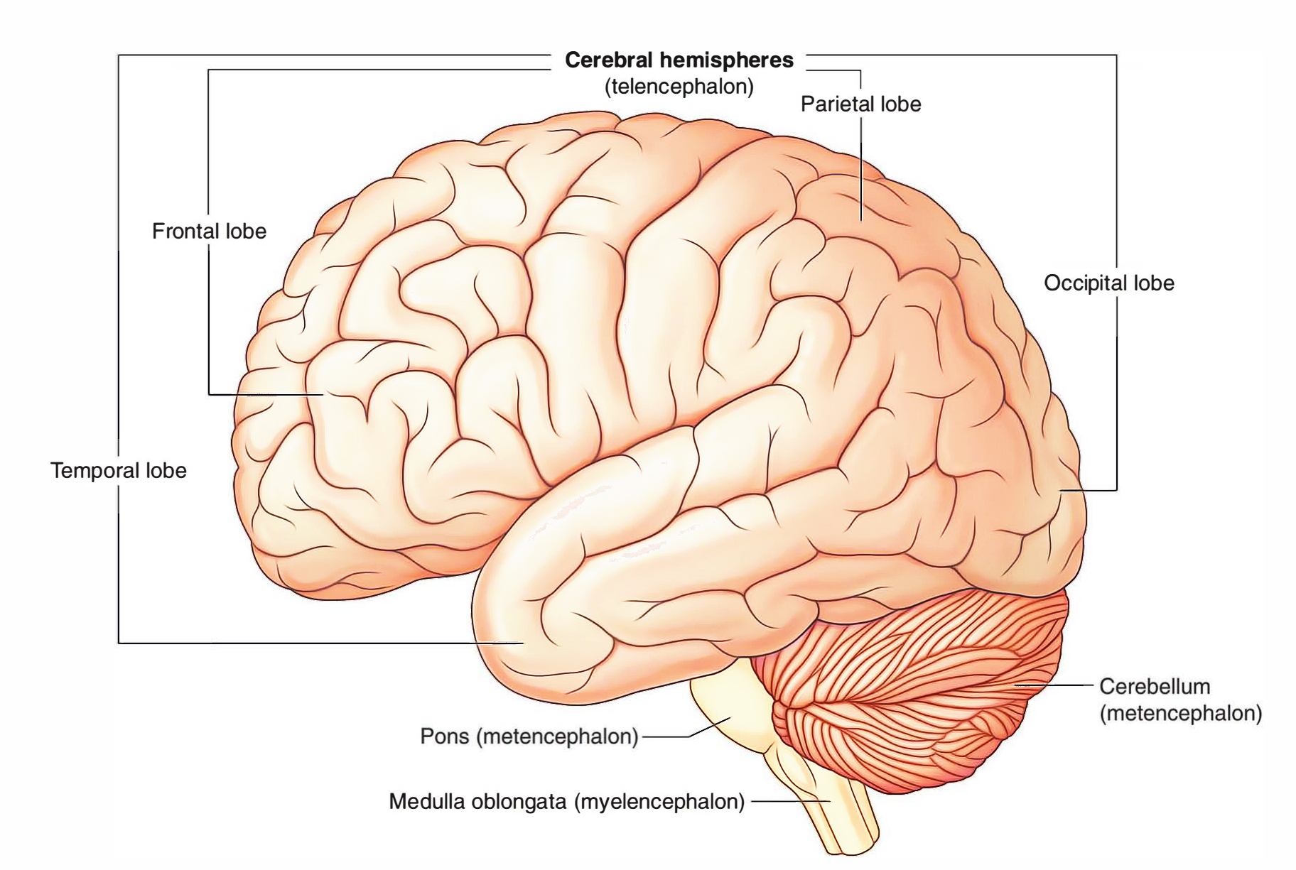 Parietal-lobe