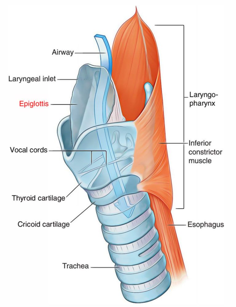 Epiglottis Anatomy Earths Lab