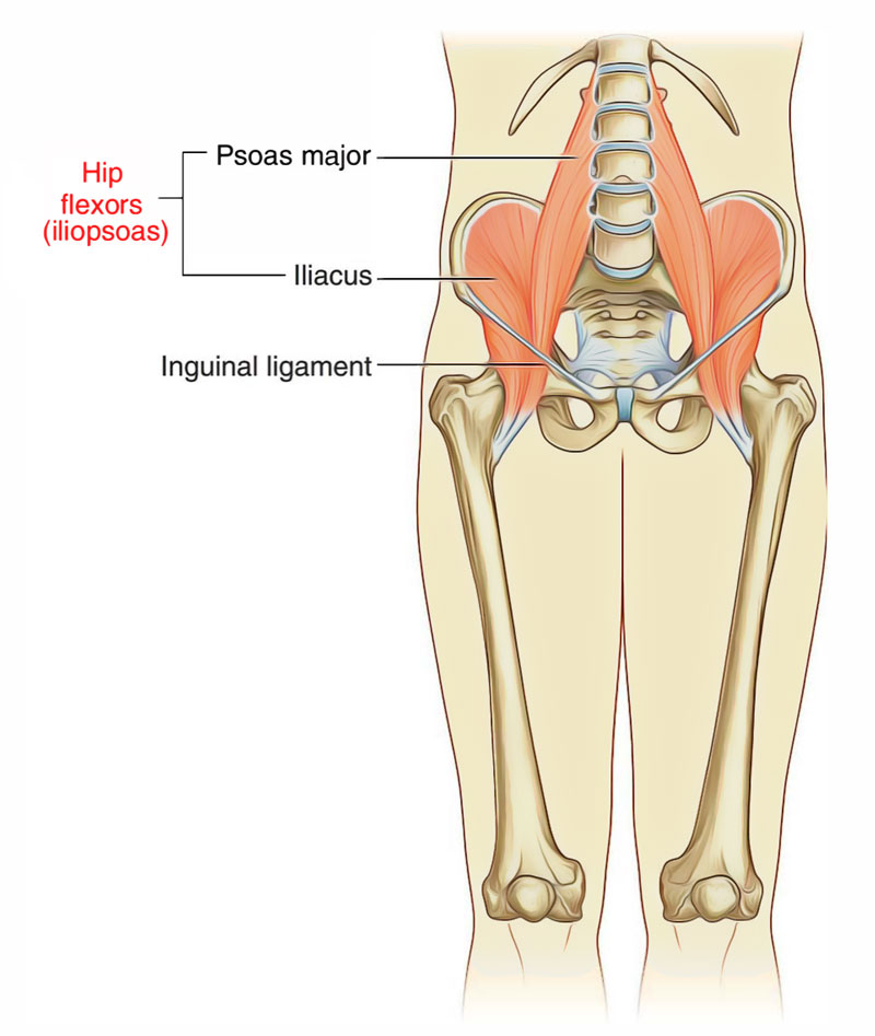 Iliopsoas Muscle