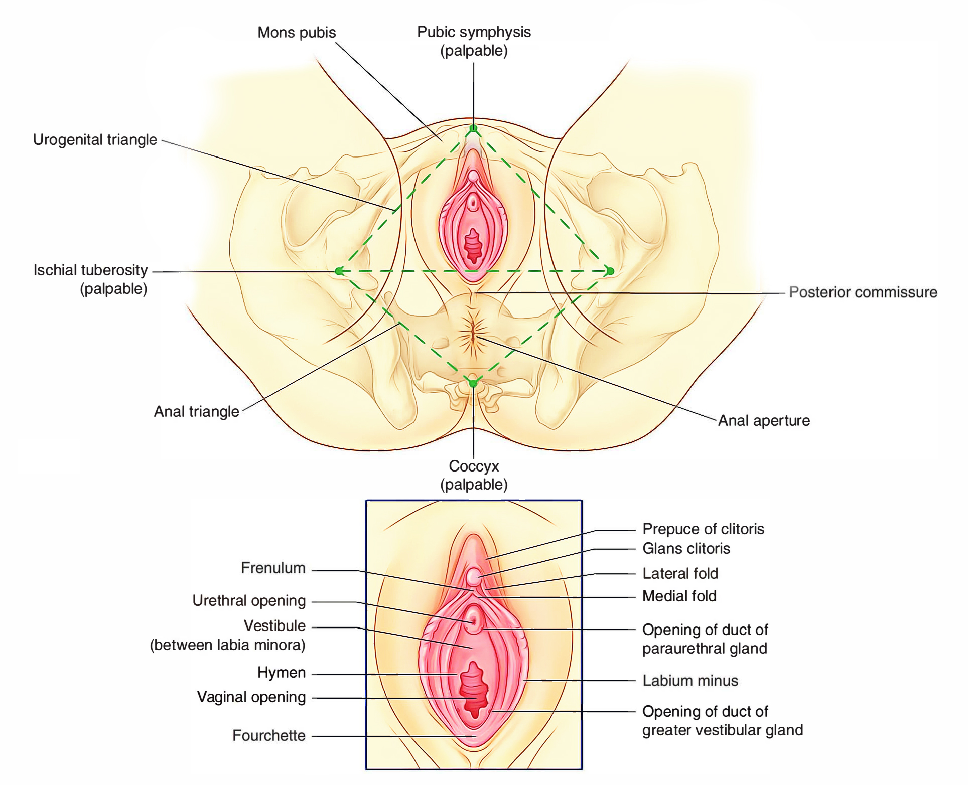 Labia