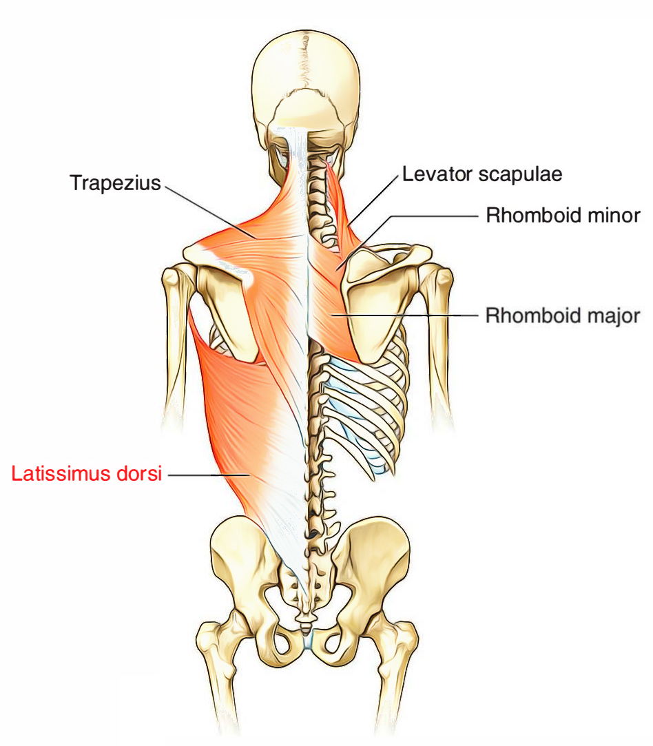 Latissimus Dorsi