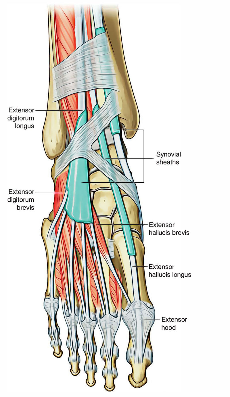 Leg Muscles: Muscles of the Dorsum of the Foot