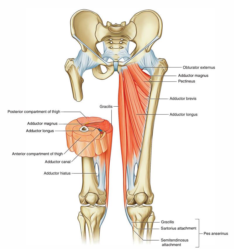 Leg Muscles: Muscles of the Medial Compartment of the Thigh