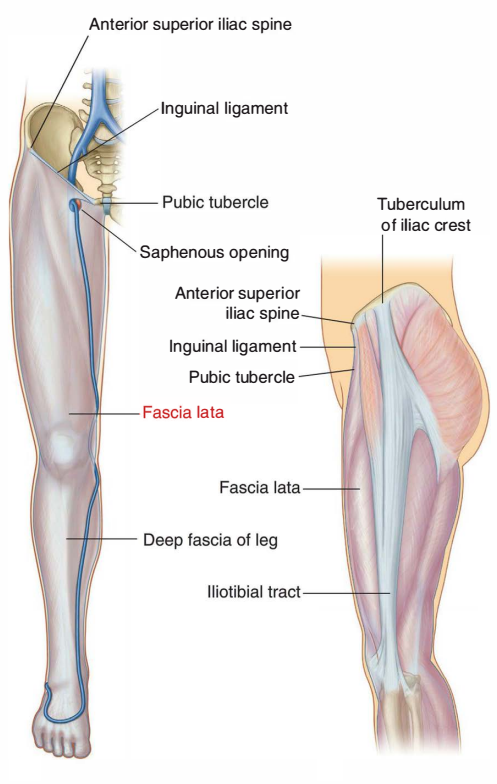 Deep Fascia of Thigh (Fascia Lata) – Earth's Lab