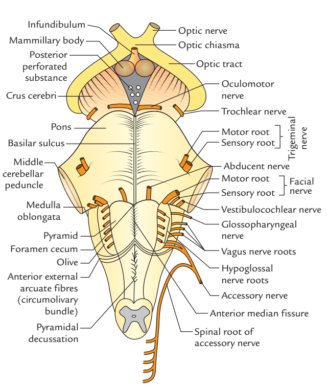 Anterior aspect of Brainstem