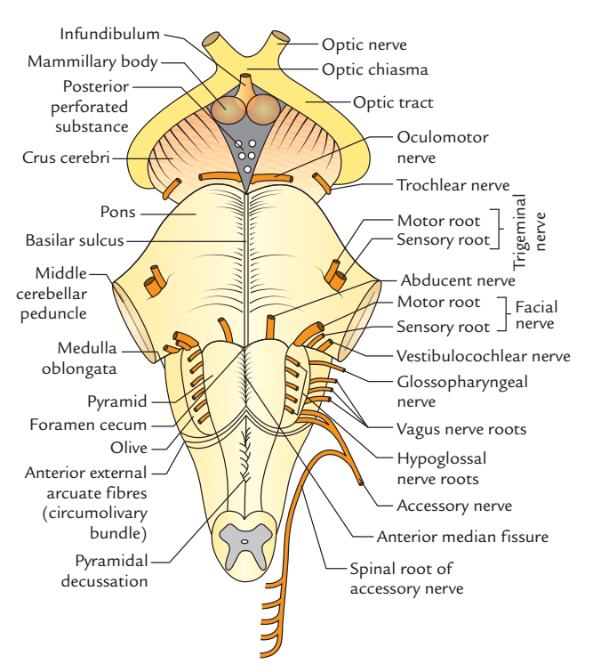 Posterior aspect of Brainstem