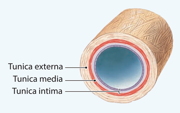 Воспаление внутренней оболочки вены латынь. Tunica intima вены. Tunica intima сосудов. Сосуды с Tunica intima, TUNICAMEDIA, Tunica externa. Вены слои Tunica.