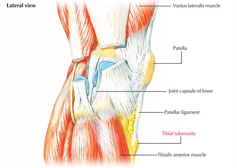 Base Of Patella And Tibial Tuberosity