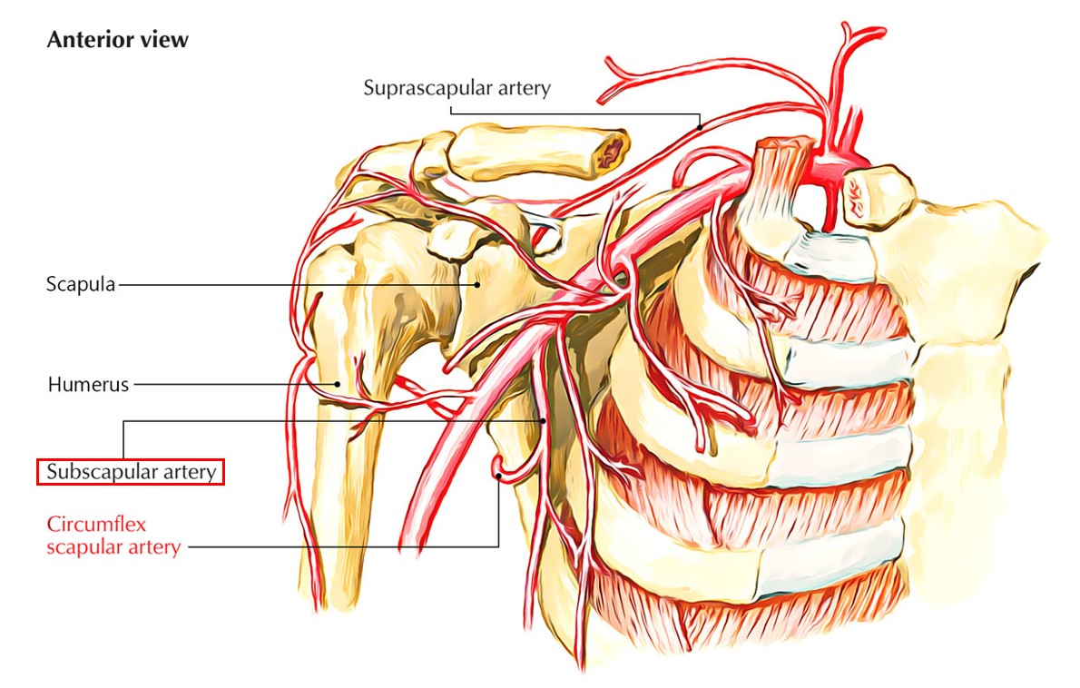 Subscapular artery